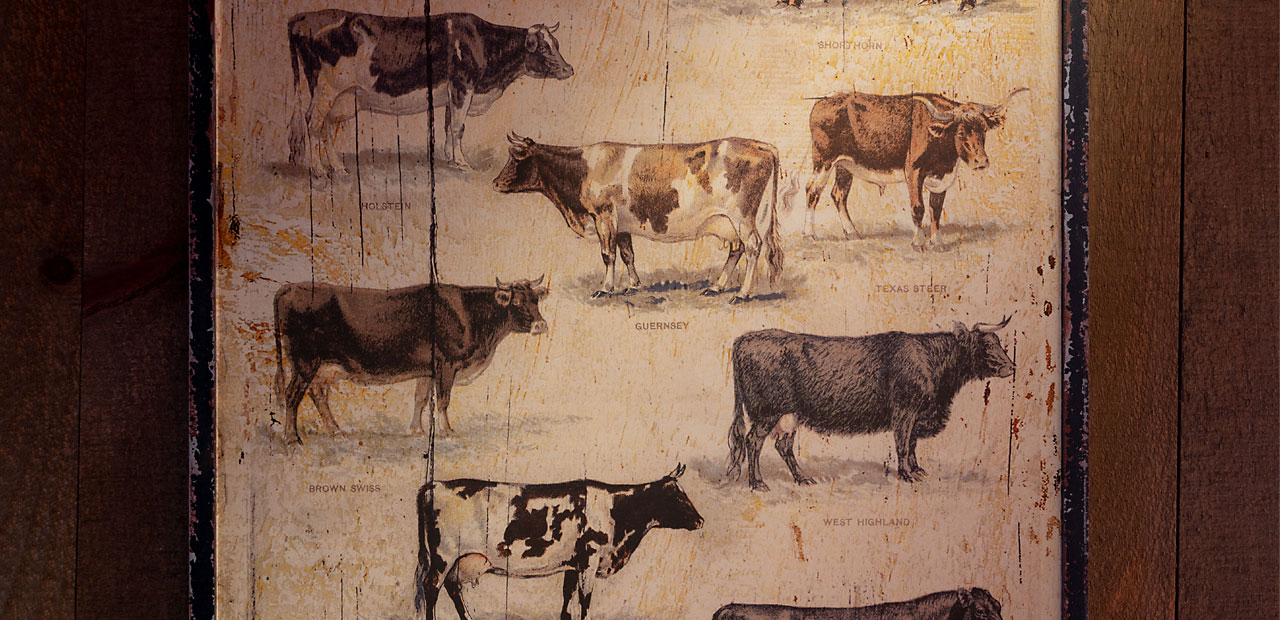 Artwork depecting the different types of cows